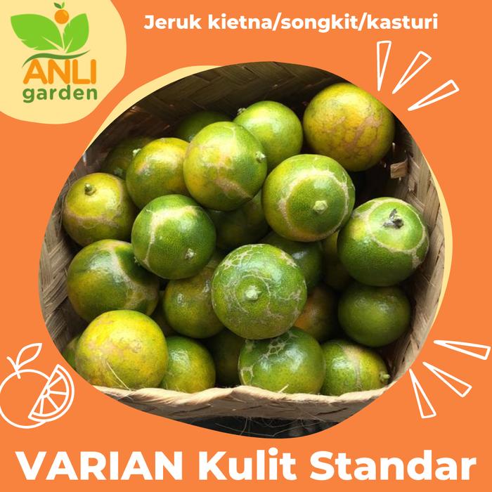 Gambar JERUK SONKIT MURAH / JERUK KASTURI MURAH 1kg - Kulit Standar dari ANLI GARDEN undefined Tokopedia