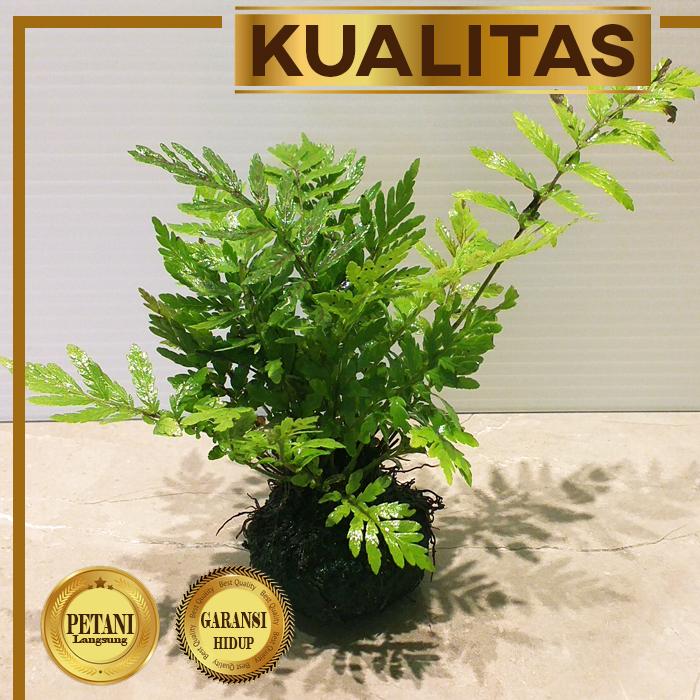 Gambar Pakis Air Tanaman Air Aquascape Media Wabikusa Low CO2 Hias Aquarium dari renbodash undefined Tokopedia
