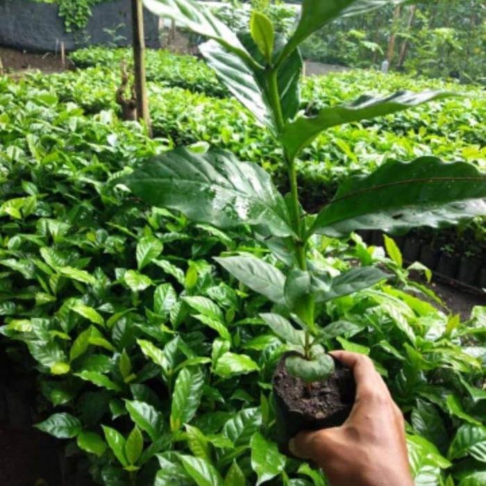 Gambar Bibit kopi unggulan arabika varietas ateng tinggi 30-40cm dari Kebun Organik Nusantara undefined Tokopedia