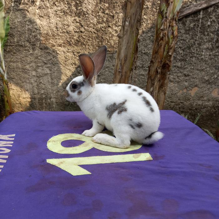 Gambar Kelinci Rex bulu karpet remaja (3). dari Berkah Rabbit Wonk undefined Tokopedia