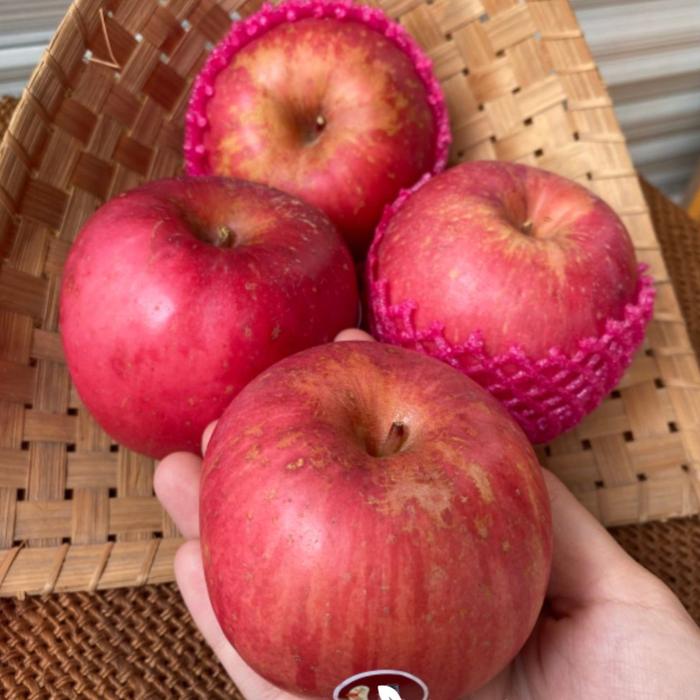 Gambar MANGANOBUAH - APEL FUJI 1KG dari MANGANO BUAH KITA undefined Tokopedia