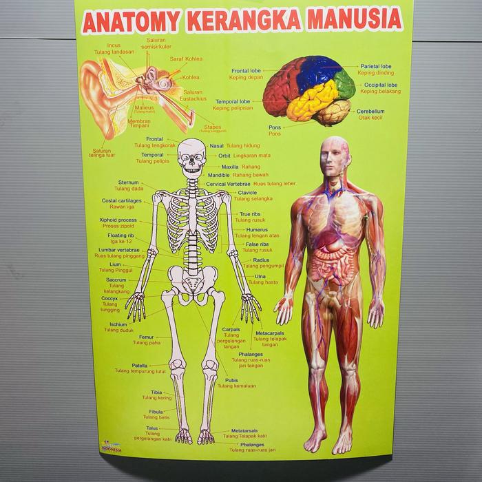 Gambar POSTER EDUKASI ANAK MENGENAL BAGIAN TUBUH KITA DAN ORGAN TUBUH KITA dari CUNKOKO SERBA ADA undefined 4 Tokopedia