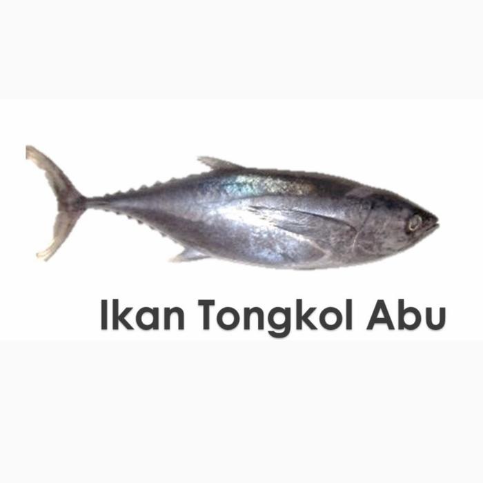 Gambar ikan tongkol segar dari Hiro Ara Fish undefined Tokopedia