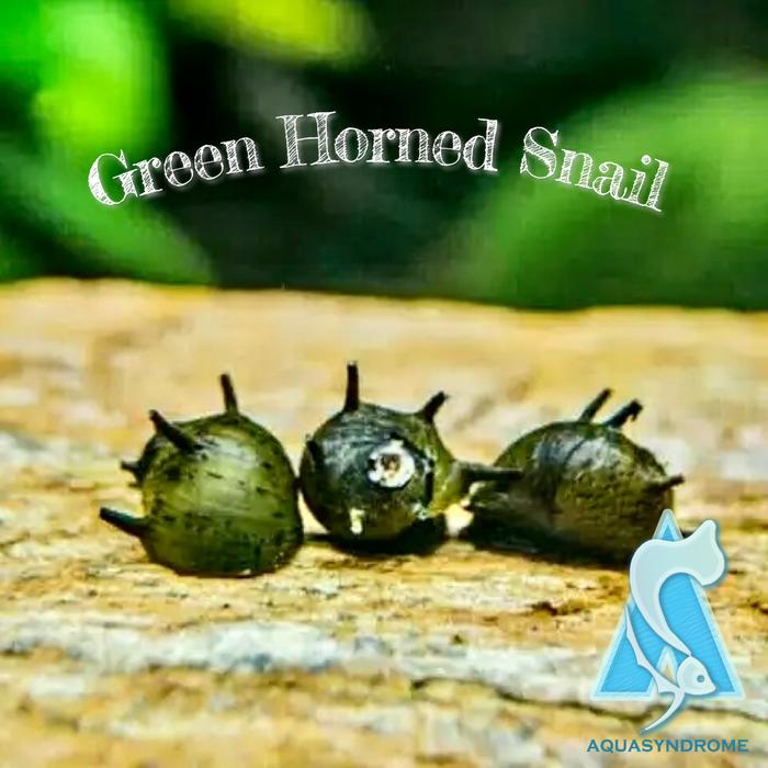 Gambar Keong Hias Aquascape Nerite Snail Pembersih Algae Aquarium - Horned Snail dari Kiddies World undefined Tokopedia