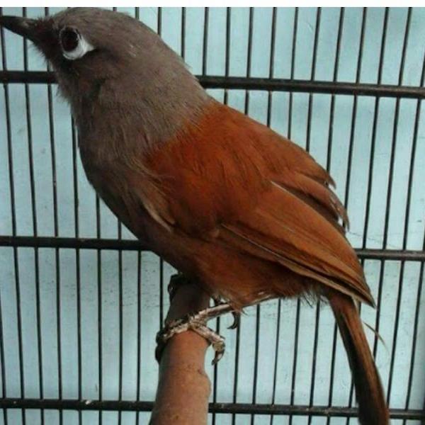 Jual burung poksay mantel ( sepasang siapan) - Kota Bekasi - Putera RZ | Tokopedia