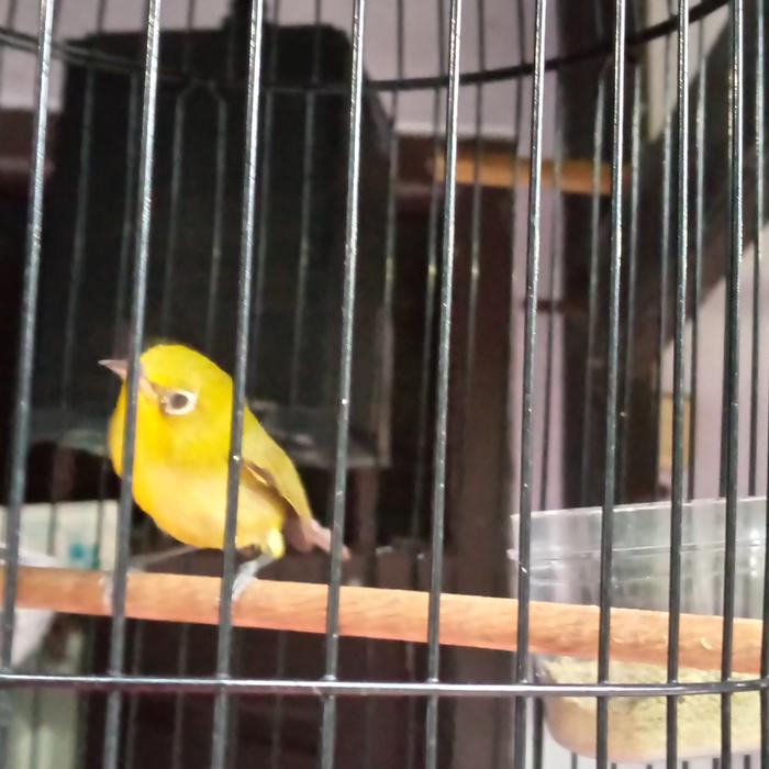 Gambar PLECI ASLI LOMBOK - Dakun, Jantan dari Medsa id undefined Tokopedia