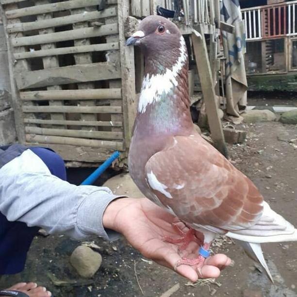 Gambar New Burung Dara Merpati Hidup Jantan Size Indukan dari Adawiyatul46 undefined Tokopedia