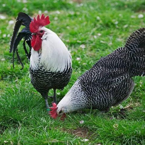 Gambar TELUR AYAM ARAB UNTUK DI TETASKAN dari CAHAYA FARM undefined Tokopedia