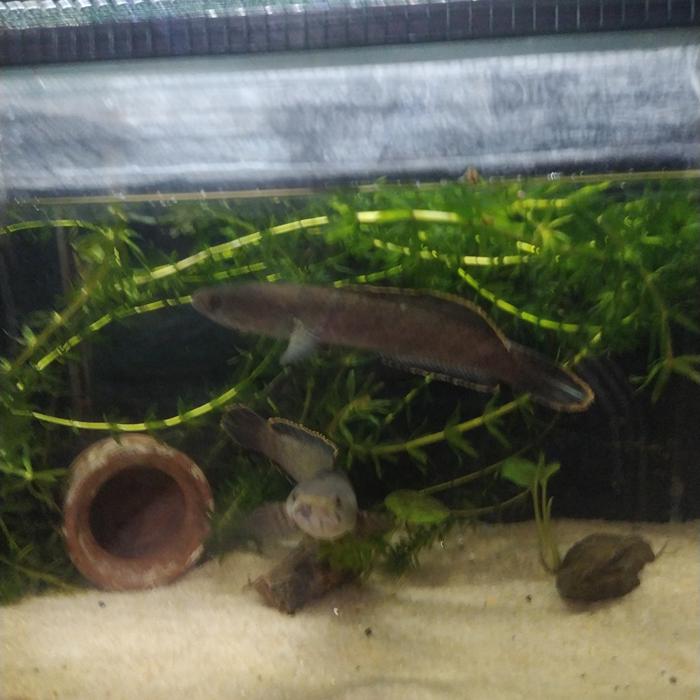 Gambar channa limbata cb 3.4 cm dari alfredofish undefined Tokopedia