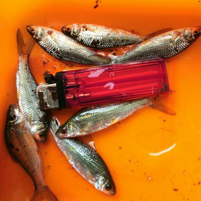 Gambar bibit ikan bandeng air tawar dari CHICIFISH undefined Tokopedia
