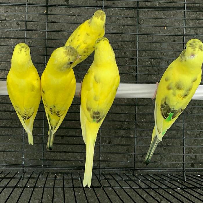 Gambar Burung Hias Parkit Warna Kuning Sepasang Siap Ternak dari Vita Parrot undefined Tokopedia