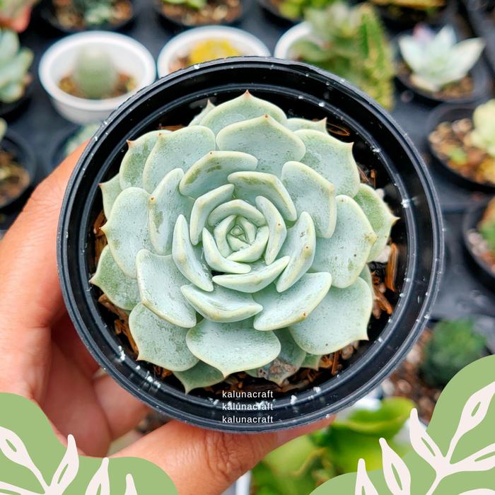 Gambar Echeveria ' Lola ' sukulen kaktus tanaman hidup - tanaman saja dari ar.kaluna undefined Tokopedia
