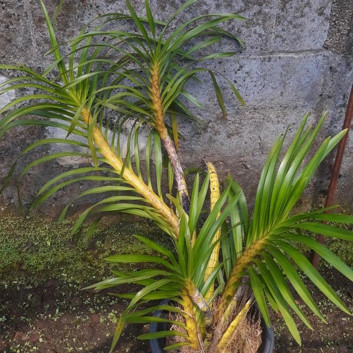 Gambar Anggrek Grammatophyllum Speciosum sp / Anggrek Tebu dari Kolam Anggrek undefined Tokopedia
