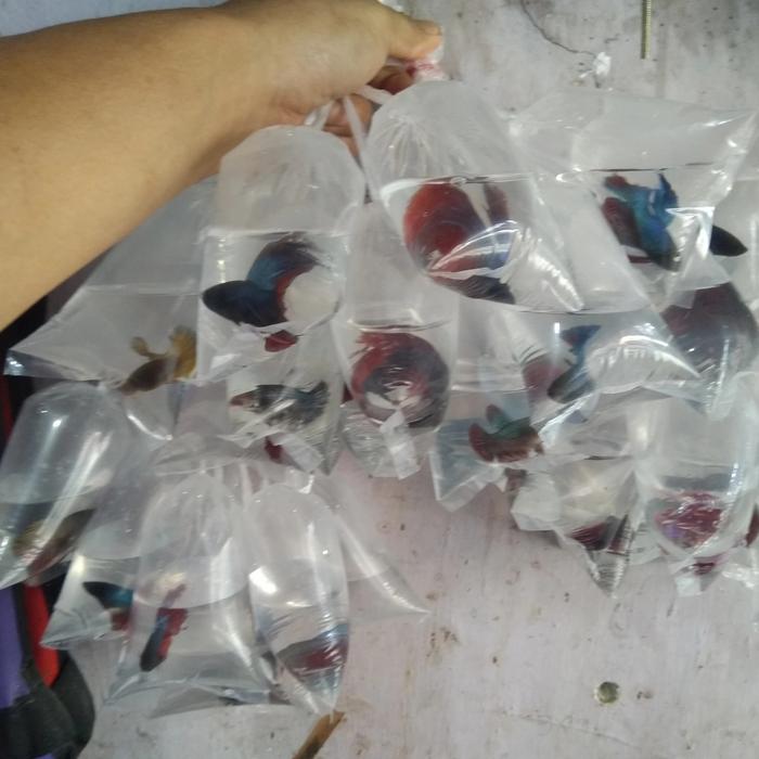 Gambar ikan cupang halfmoon dari luak kampus petshop undefined Tokopedia