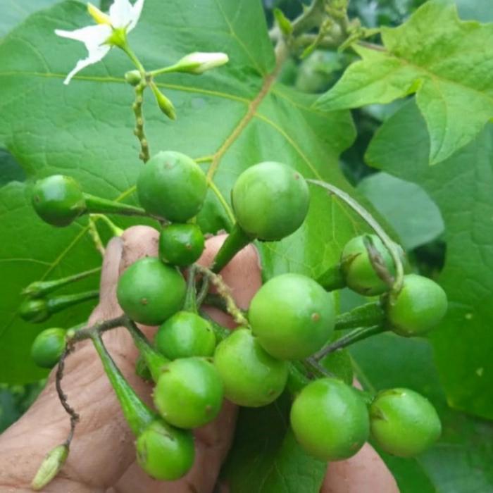Gambar buah takokak 250gram dari Katombiri-olshop undefined Tokopedia