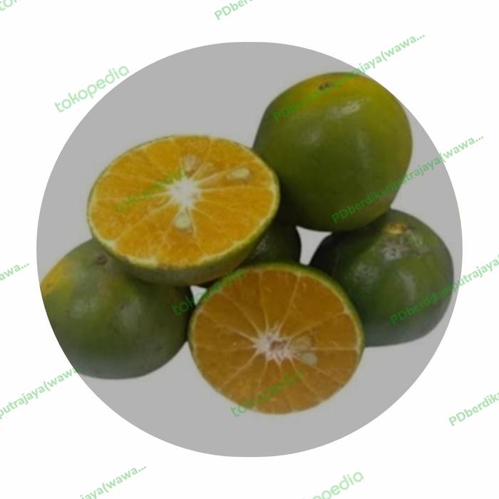 Gambar jeruk peras manis segar - 1/2 kg dari PDberdikariputrajaya(wawansayur) undefined Tokopedia