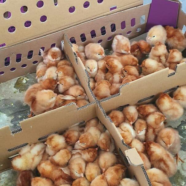 Gambar Bibit Ayam Petelur - Doc Ayam Petelur - Anak Ayam Petelur dari betta center_NEW undefined Tokopedia