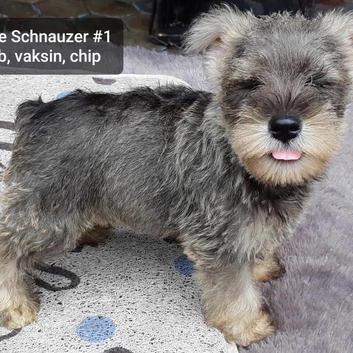Anjing Black Silver Schnauzer Puppies Dua Anjing Schnauzer