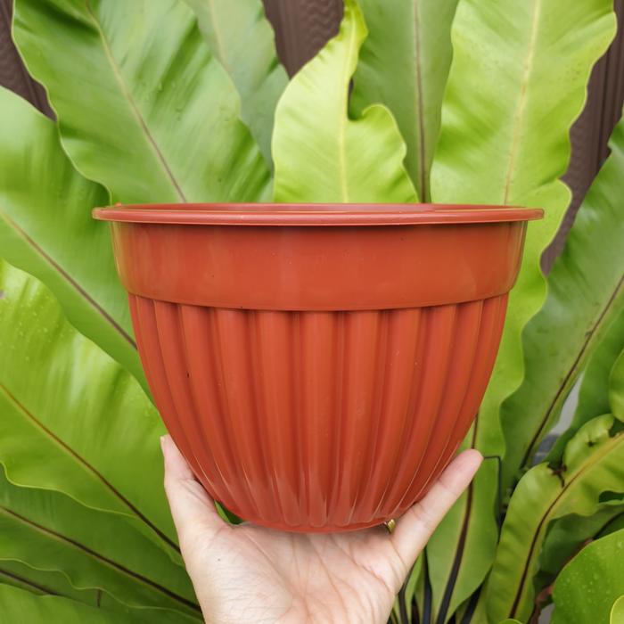 Gambar POT GANTUNG NANA RUPLAS pot bunga gantung ukuran 20cm murah bagus - Merah bata dari Kembang Cikarang undefined Tokopedia