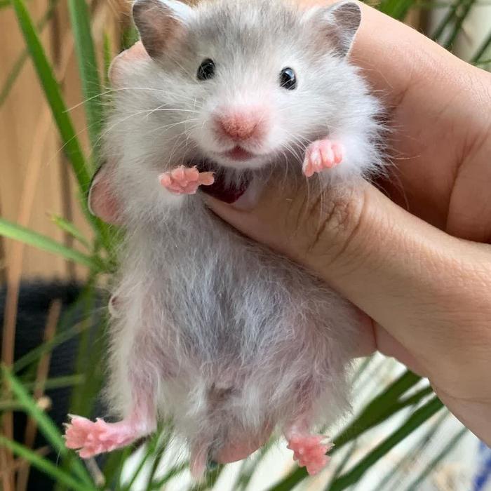 Gambar hamster syrian short hair (KIRIM JABODETABEK) - syrian short ha, jantan dari Hamstermania21 undefined Tokopedia