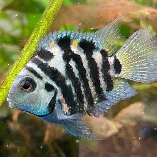 Gambar Polar Blue Parrot Cichlids - Blue, 2 cm dari OmKenStore undefined Tokopedia