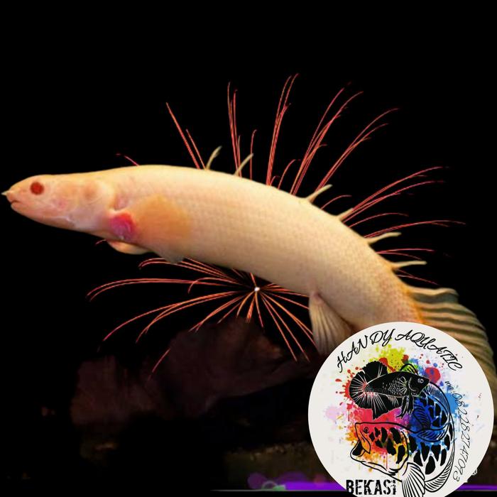Gambar ikan naga albino/ikan palmas albino dari HANDY AQUATIC BEKASI undefined Tokopedia