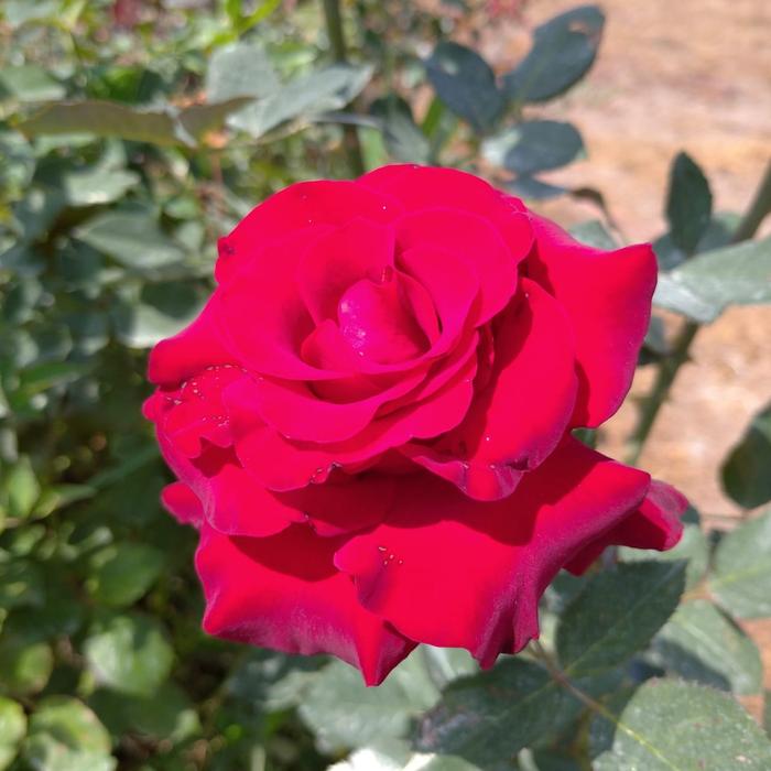 Gambar Bunga Mawar (Hidup berakar berbunga) - Merah dari Kebun Opa undefined Tokopedia