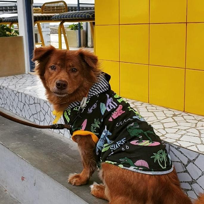 Gambar SURFING DINOSAUR TSHIRT (Baju Anjing / Kucing) - S dari PETFETCH undefined Tokopedia