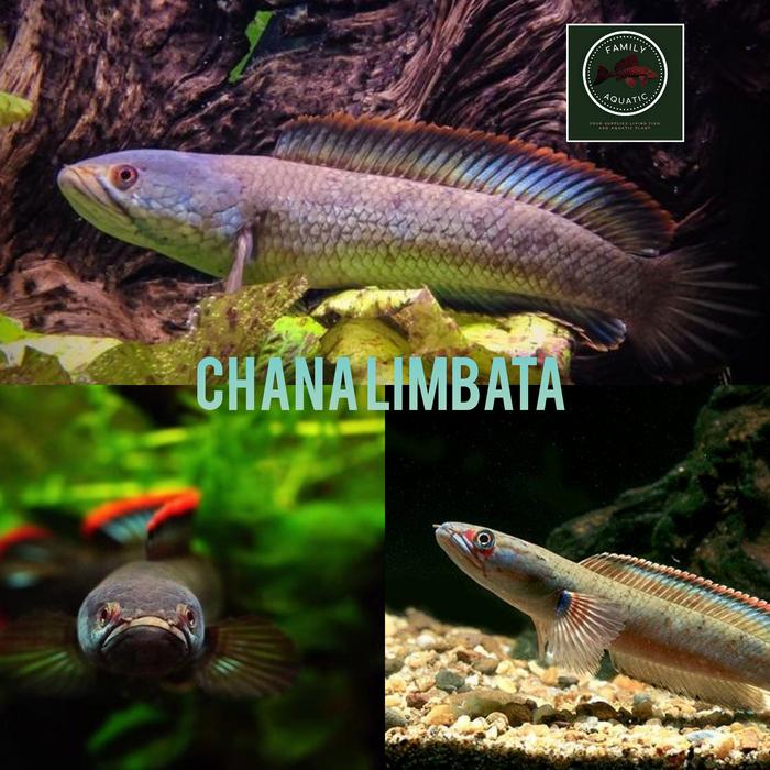 Gambar Chana Limbata berkualitas size 15/17 cm dari AQUATIC LIFE FARM undefined Tokopedia