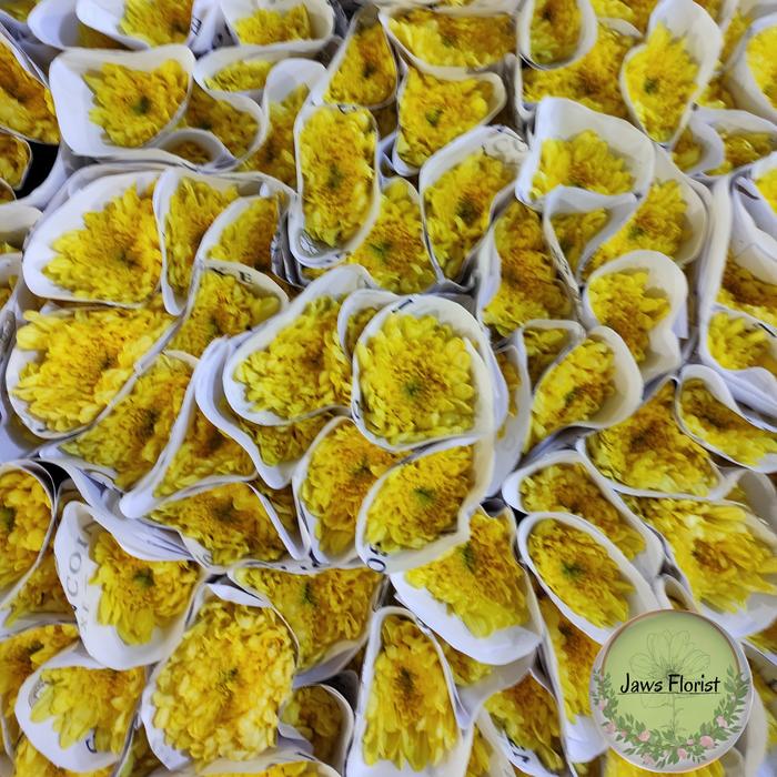 Gambar Bunga Krisan Fresh - Kuning dari JAWS FLORIST undefined Tokopedia