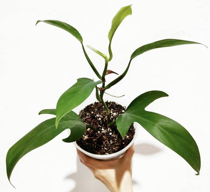 Gambar Philodendron Panduriforme Panduri Tanaman Hias Murah Ekonomis - Size 2 dari Narera Super Store undefined Tokopedia