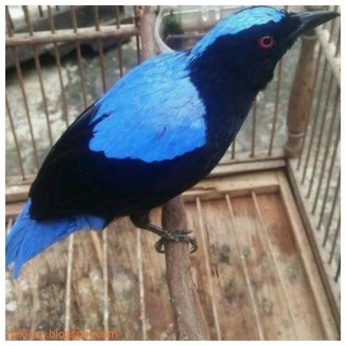 Jual burung cucak biru gacoran - Jakarta Timur - riashopp-2 | Tokopedia