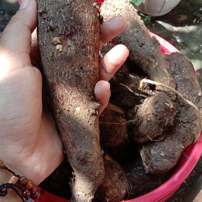 Gambar talas belitung 1 kg organik dari Rasaki hydrofarm undefined Tokopedia