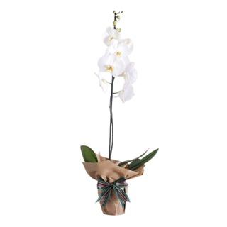 Gambar [Flower Bouquet / Hampers Anggrek] Buket Bunga Anggrek Bulan 1 Tanaman - Putih Standart dari flowerfays undefined Tokopedia