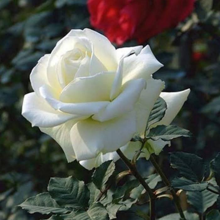 Gambar Tanaman hias mawar import , pohon bunga mawar hidup - Putih dari MEKAR INDAH_NEW undefined Tokopedia