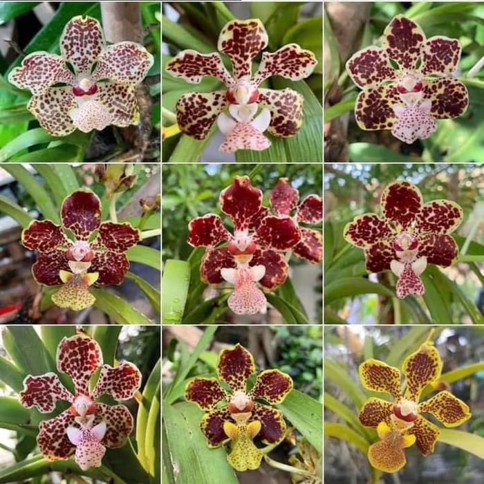 Gambar vanda lombokensis+anggrek species dari ozan orchid undefined Tokopedia