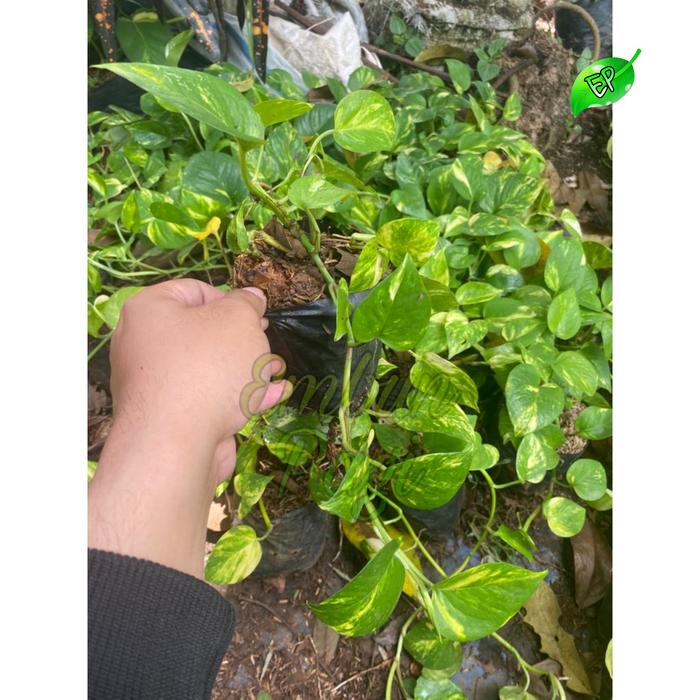 Gambar Tanaman sirih gading/sri gading hijau , kuning , varigata murah - Hijau dari Embun Pagi Taman Hias undefined Tokopedia