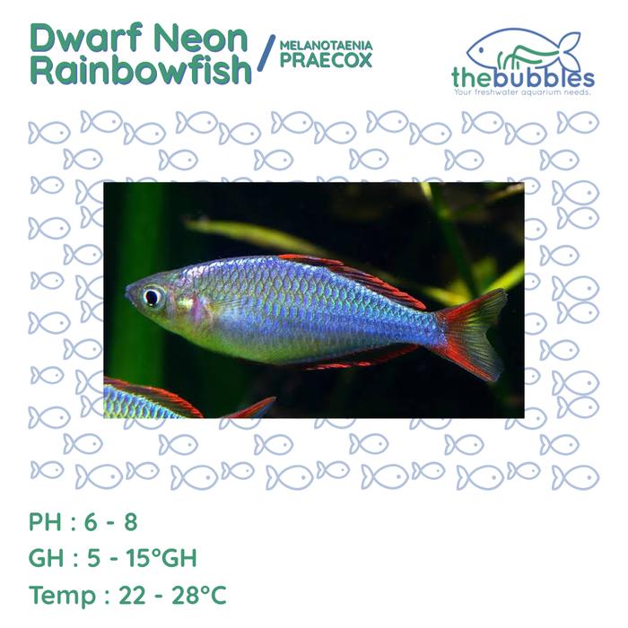 Gambar Dwarf Neon Peacock Rainbowfish ( Melanotaenia Praecox ) - Red / Male dari The Bubbles undefined Tokopedia