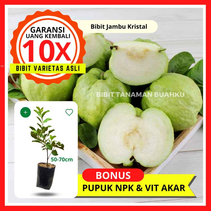 Gambar Bibit Tanaman Buah JAMBU KRISTAL Unggul Murah Bergaransi dari bibit tanaman buahku undefined Tokopedia