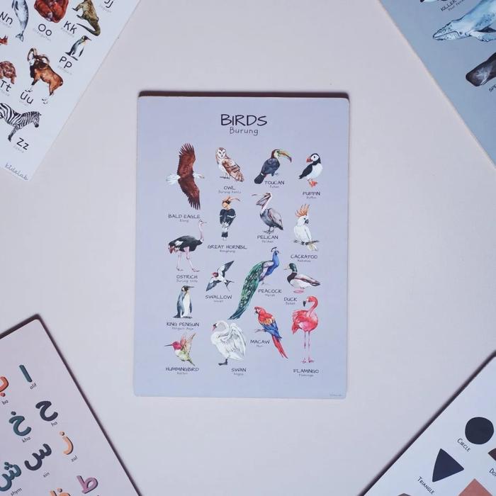 Gambar poster anak A4 6mm KIDELAB edukasi huruf angka binatang hijaiyah - BIRDS dari kidelab undefined Tokopedia