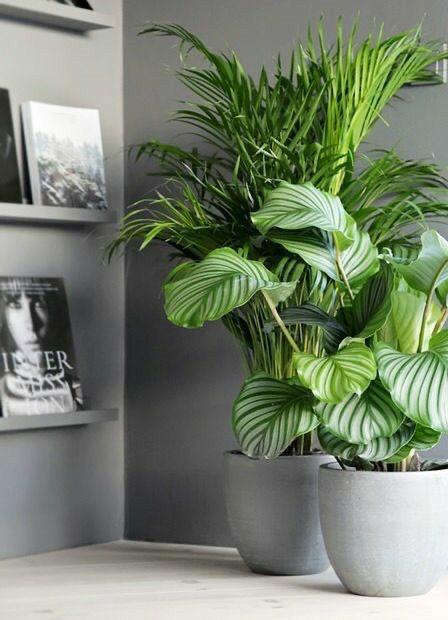 Gambar pot tanaman besar / pot tanah liat / pot warna - Abu-abu, sekitar D30 cm dari gallerycretive.co2 undefined Tokopedia