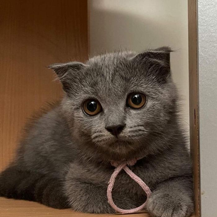 British Shorthair Fold British Shorthair X CAT Unbeatable British