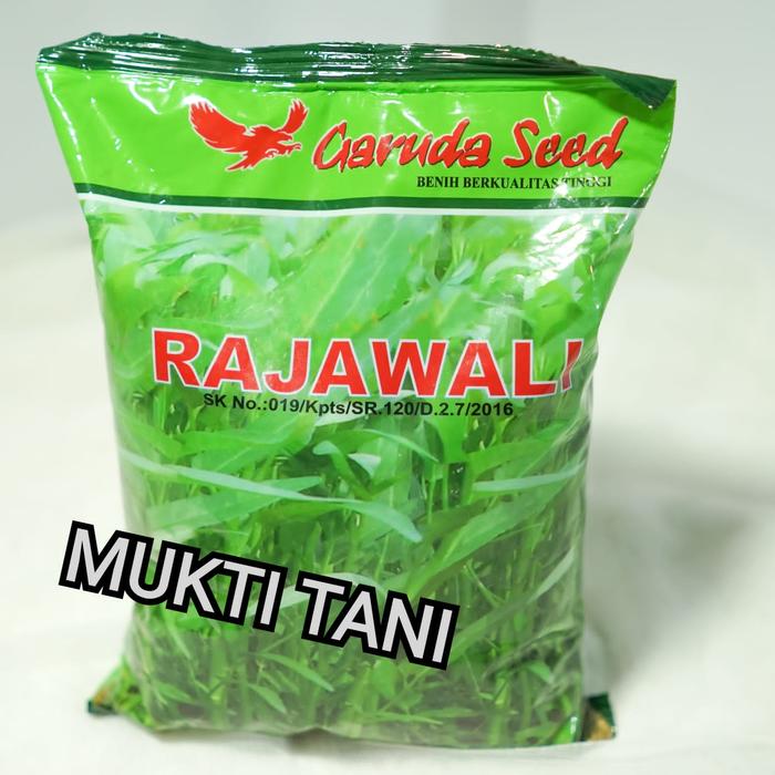 Gambar bibit kangkung rajawali 1kg dari Mukti Tani undefined Tokopedia