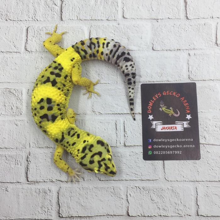 Gambar Leopard Gecko 3 female 1 male (paket hemat) dari dowleysgeckoarena undefined Tokopedia