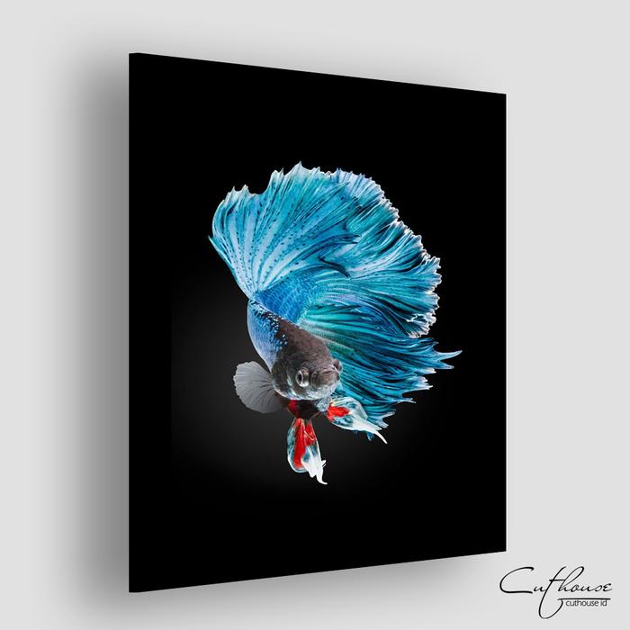 Gambar WDG036 BETA FISH - home wall decor hiasan dinding - IKAN CUPANG BETTA - Cupang 1 dari Cuthouse Indonesia undefined Tokopedia