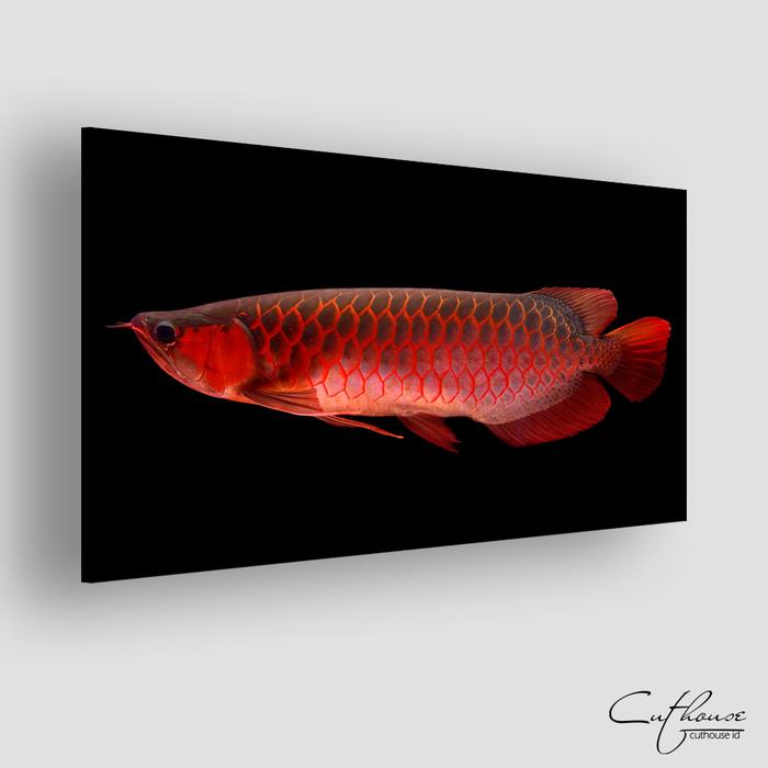 Gambar WDG037 ARWANA - home wall decor hiasan dinding | AROWANA DRAGON FISH - Super Red dari Cuthouse Indonesia undefined Tokopedia