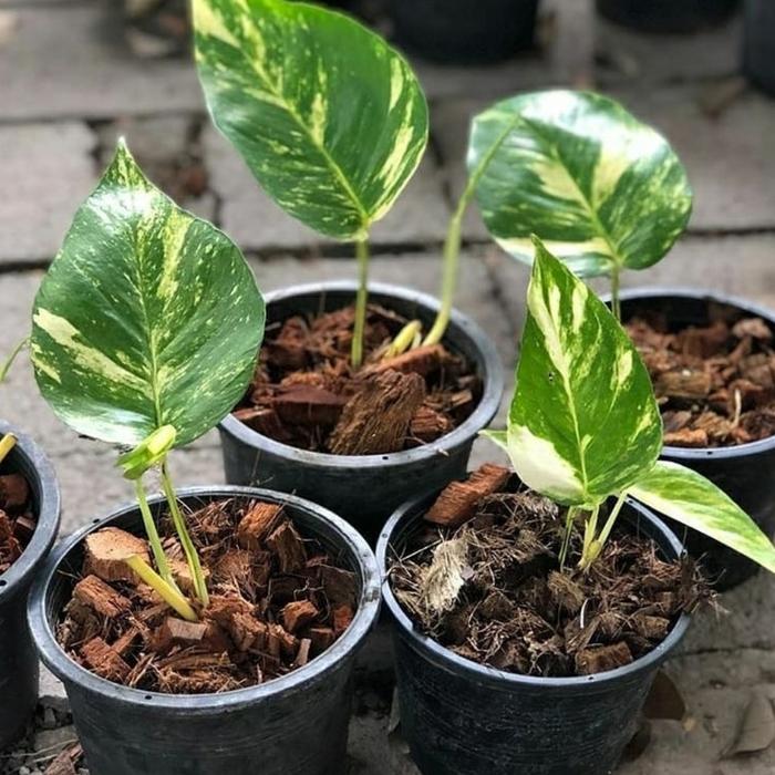 Gambar Epipremnum Pinnatum Yellow Variegata Kuning Varigata Murah Ekonomis - Size 1 dari Narera Super Store undefined Tokopedia