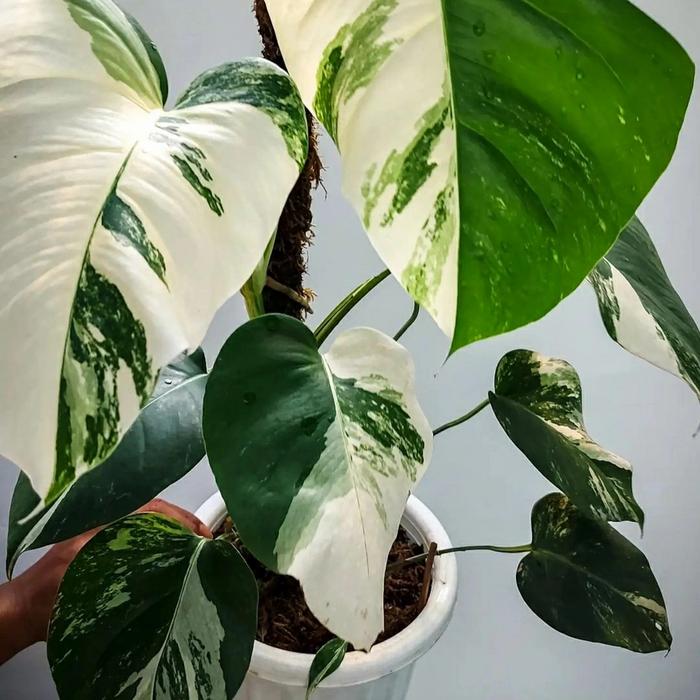 monstera variegata - monvar white tiger - monstera halfmoon ekonomis - 4-5  daun di Indonesia Agro | Tokopedia
