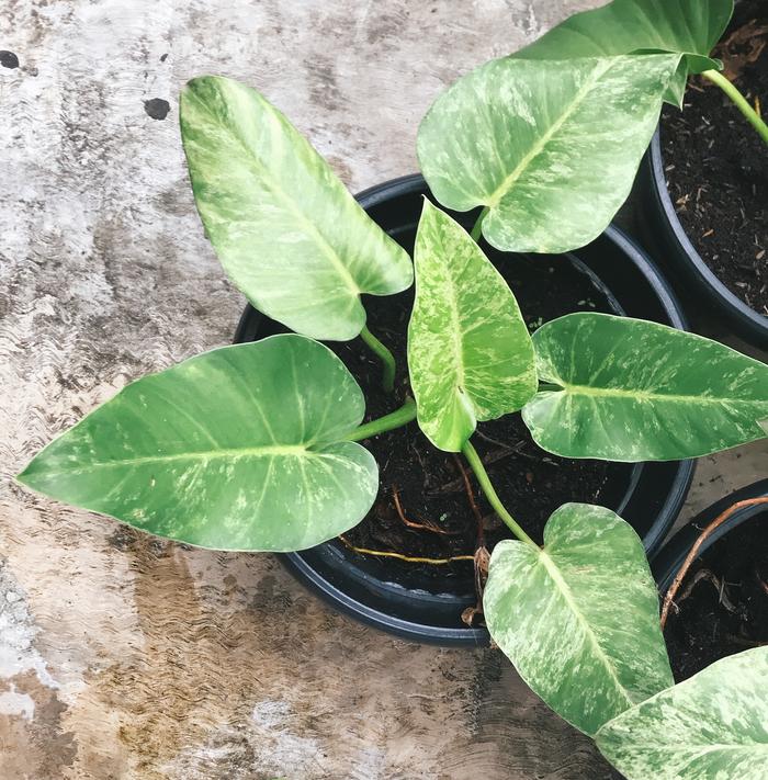 Gambar Tanaman Hias Philo marble variegata philodendron varigata dari rekat autoparts undefined Tokopedia