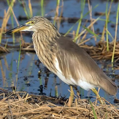 Gambar Burung Hias Blekok Sawah Kuntul Rawa Bangau Kecil Hidup Sehat - Remaja dari BIOTA RAWA STORE undefined Tokopedia